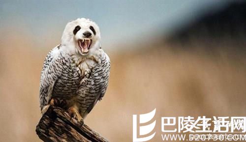 美艺术家的“噩梦动物园” 胆小勿入