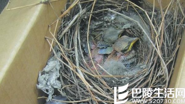 大学生掏鸟窝被判10年 被掏燕隼多少钱、为啥这么贵