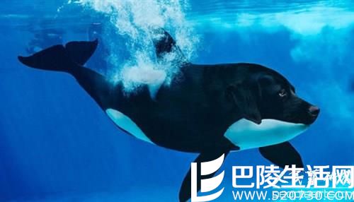 美艺术家的“噩梦动物园” 胆小勿入