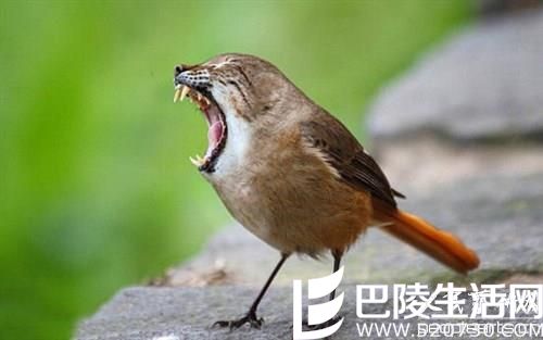 美艺术家的“噩梦动物园” 胆小勿入