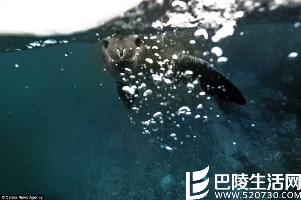 南极海豹对镜自嗨 卖萌模样让人喜爱