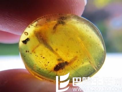 从细节上辨别虫珀真伪 从细节上辨别虫珀真伪