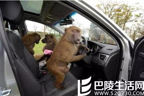 印度猴子偷开公交致三车相撞 事后趁机逃跑