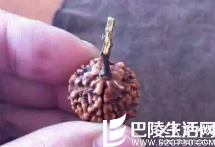 看完这几张图片轻松辨别金刚菩提子真假 看完这几张图片轻松辨别金刚菩提子真假