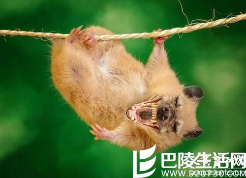 美艺术家的“噩梦动物园” 胆小勿入