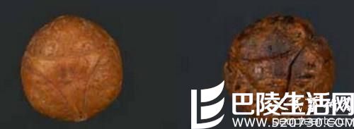 木瓜龙眼菩提子与山地龙眼菩提子 木瓜龙眼菩提子与山地龙眼菩提子