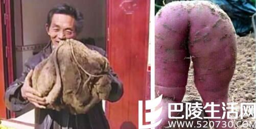 老农种出超级山芋引震惊 揭其形成原因