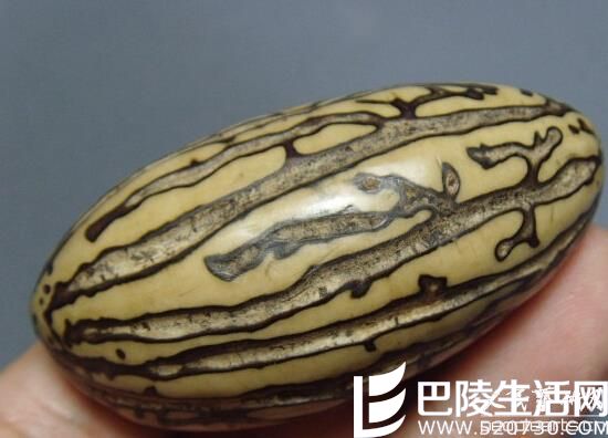 千眼菩提子打磨该怎样做? 如何购买千眼菩提原籽? 千眼菩提子打磨该怎样做? 如何购买千眼菩提原籽?