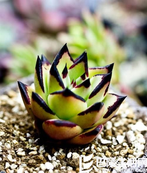 纯乌木多肉的鉴别及图片