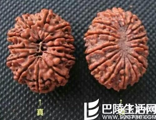 看完这几张图片轻松辨别金刚菩提子真假