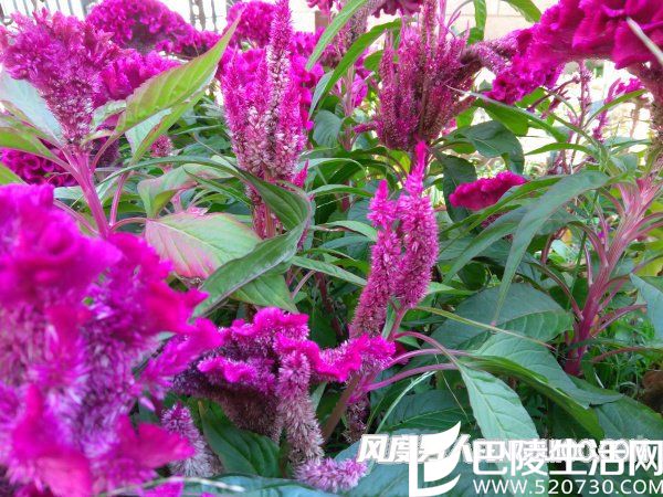 联想ZUK Z2(上)和红米Pro(下)样张对比，可以看出红米Pro的样张偏暖，绿色的叶子发灰发黄，白平衡和色彩还原不如ZUK Z2