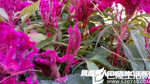 联想ZUK Z2(上)和红米Pro(下)样张对比，可以看出红米Pro的样张偏暖，绿色的叶子发灰发黄，白平衡和色彩还原不如ZUK Z2