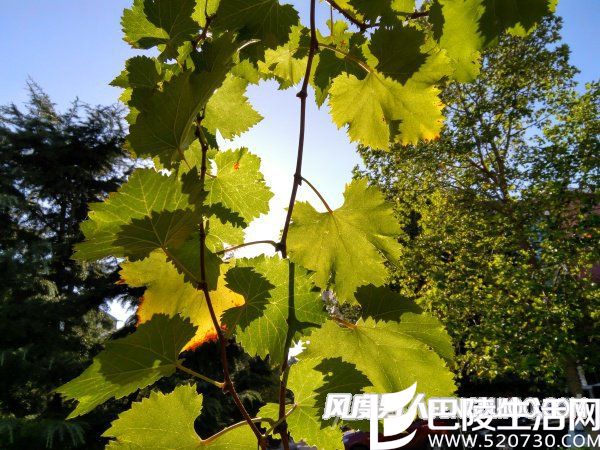 联想ZUK Z2(上)和红米Pro(下)逆光样张对比，红米Pro的样张出现了紫色眩光