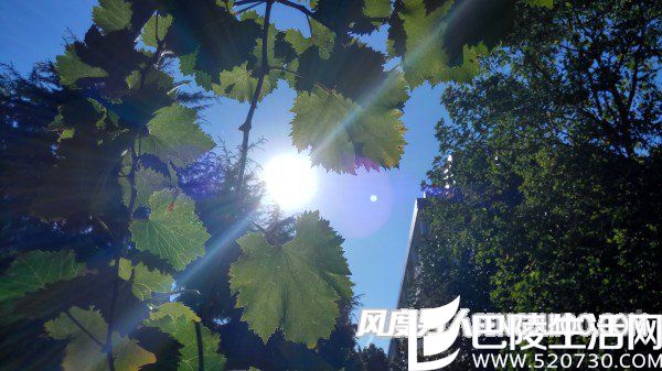 联想ZUK Z2(上)和红米Pro(下)逆光样张对比，红米Pro的样张出现了紫色眩光