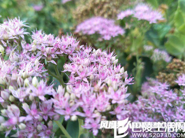 随手拍样张(光圈：f/1.7、ISO速度：43、曝光时间：1/100秒)