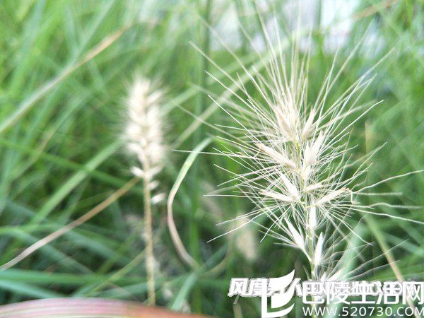 随手拍样张(光圈：f/1.7、ISO速度：47、曝光时间：1/50秒)