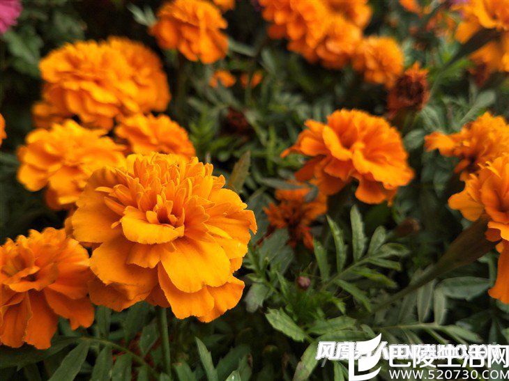 OPPO R9S拍照样张