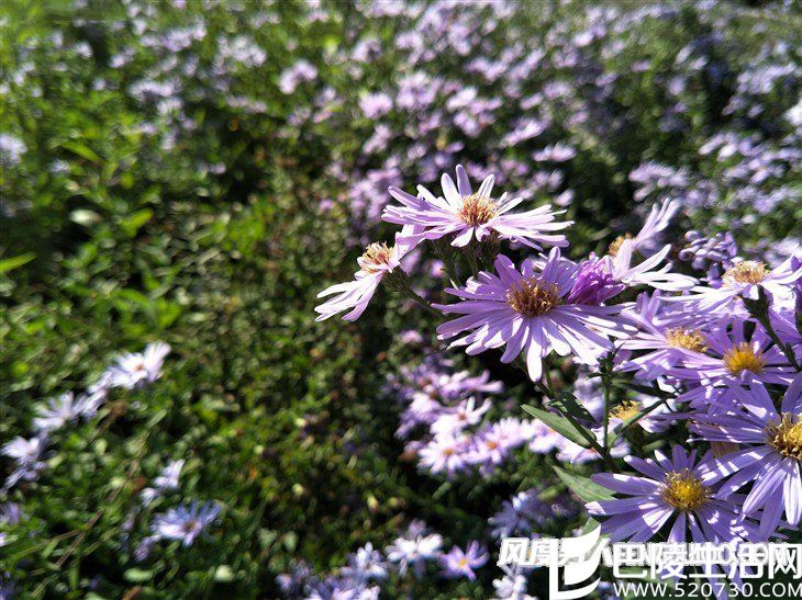 OPPO R9S拍照样张