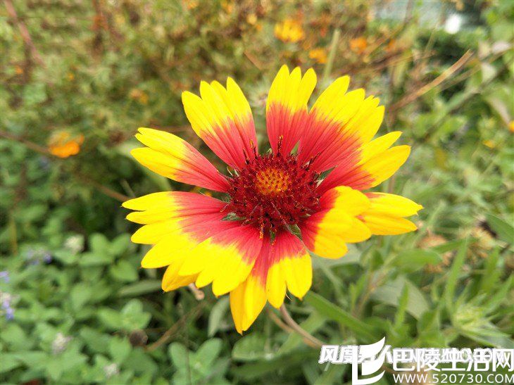 OPPO R9S拍照样张