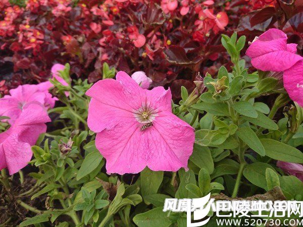 索尼XZ拍照样张