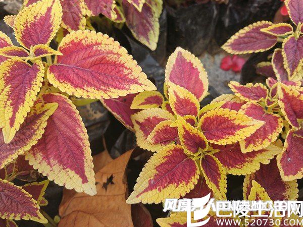 索尼XZ拍照样张