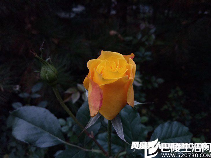 华为畅想6拍照样张