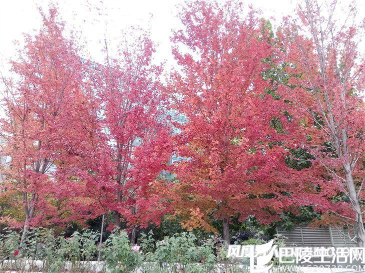 华为畅想6拍照样张