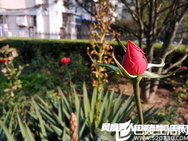 微距样张 微距样张