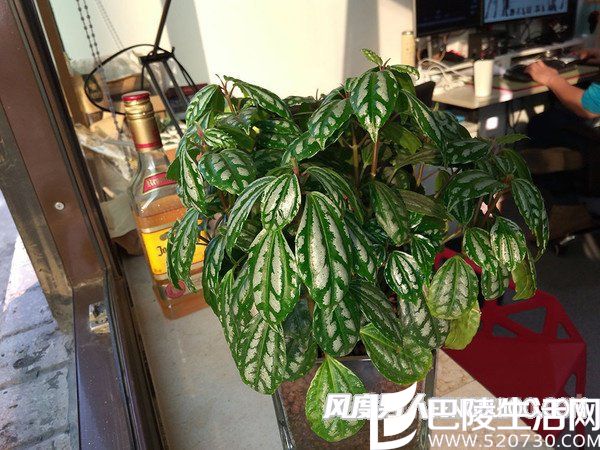 360N4S骁龙版拍照样张 360N4S骁龙版拍照样张