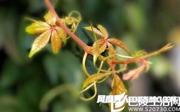 虚实过渡不够自然 虚实过渡不够自然