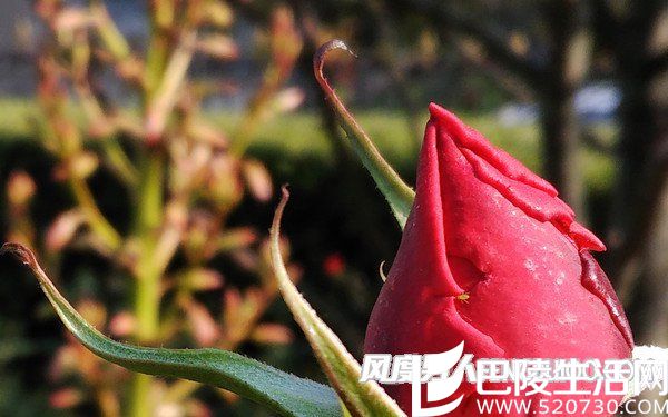 微距样张放大 微距样张放大