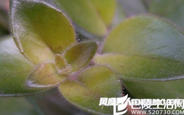 微距样张放大100%