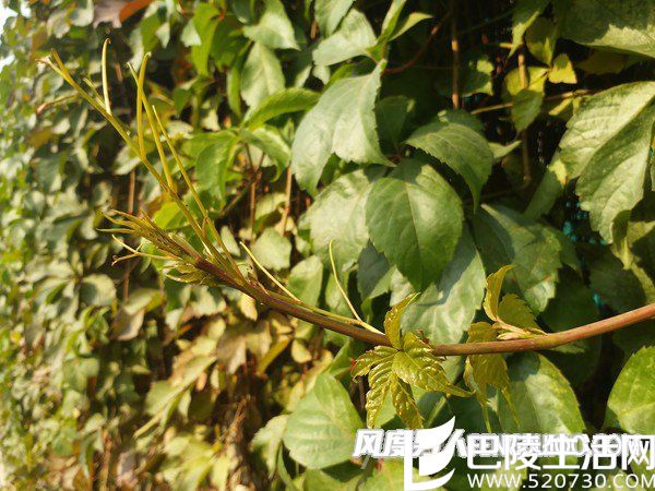 三星C9 Pro微距样张