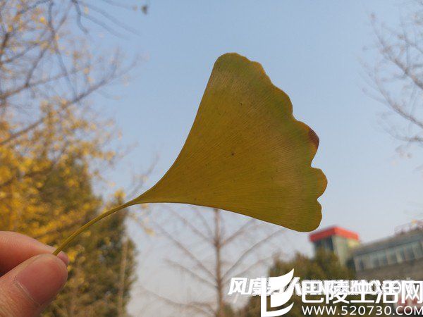 三星C9 Pro微距样张