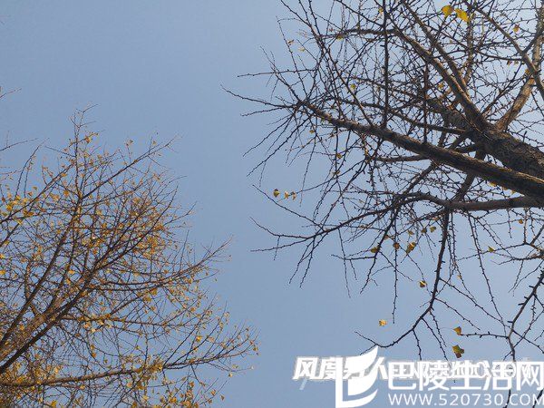 三星C9 Pro中景样张