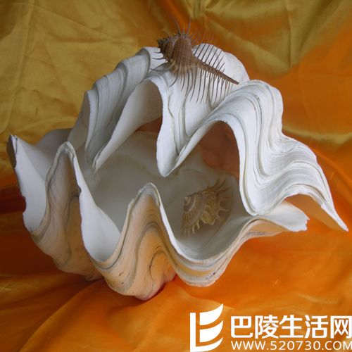 砗磲正确保养方法