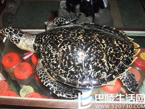 玳瑁的功效和价值