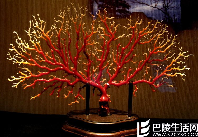 红珊瑚如何保养