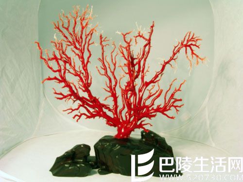 三大有机宝石之珊瑚