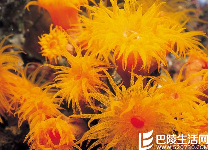 珊瑚正确保养方法