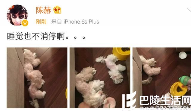 陈赫晒宠物被指秀恩爱