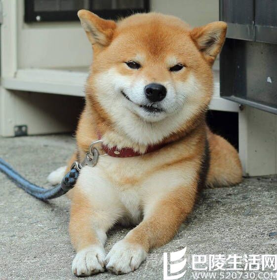 叶“狗”赢官司