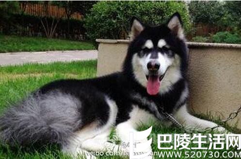 叶璇宠物狗赢官司