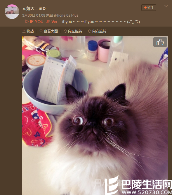 中戏学生的猫 中戏学生的猫