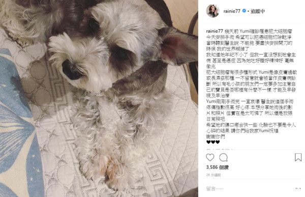 杨丞琳爱犬