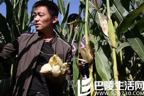 王宝强成名后仍回老家掰玉米
