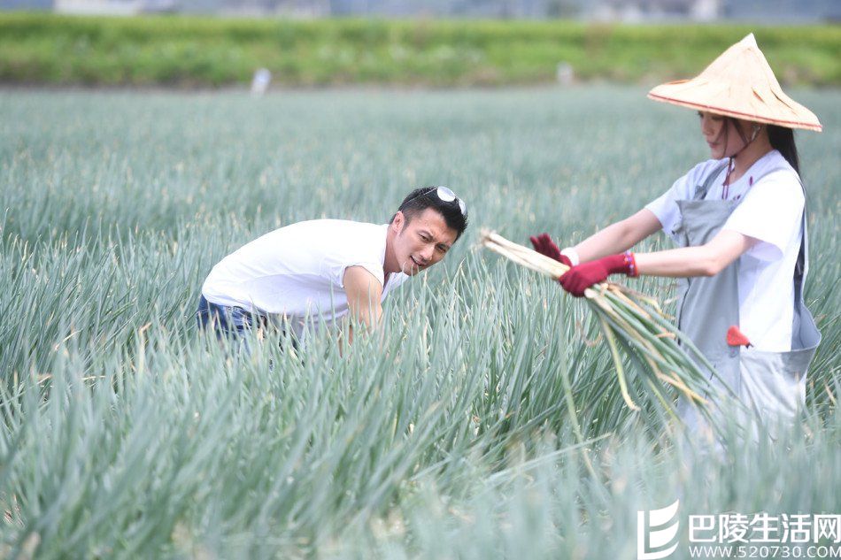 舒淇谢霆锋摘葱 舒淇谢霆锋摘葱