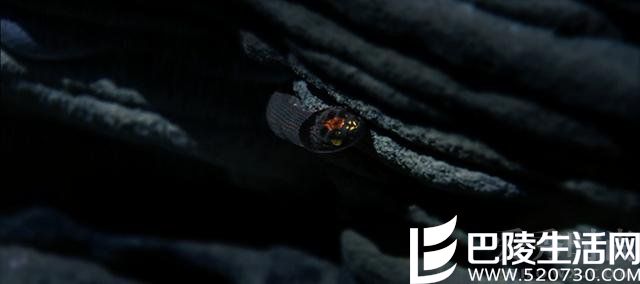 黑色怪蛇 黑色怪蛇