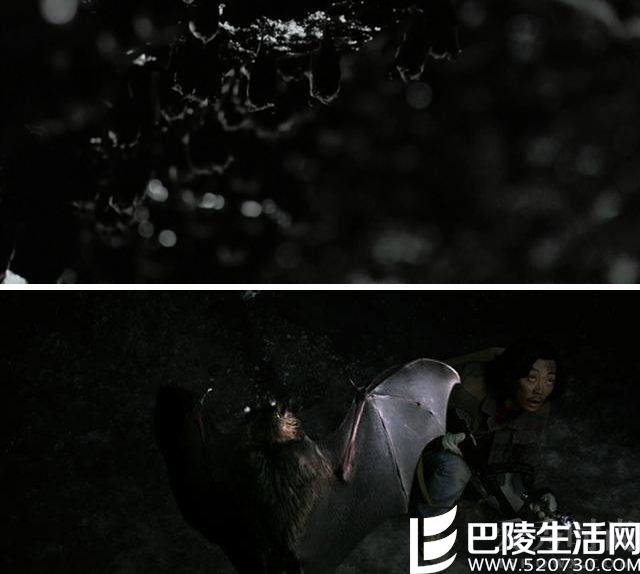 猪脸大蝙蝠 猪脸大蝙蝠