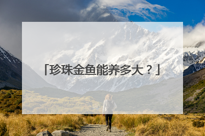 珍珠金鱼能养多大？